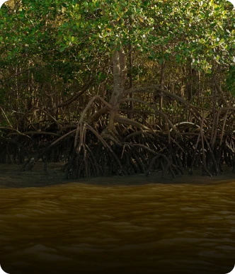 Mangue & estuário